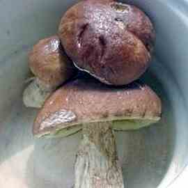 свежесобранные белые грибы