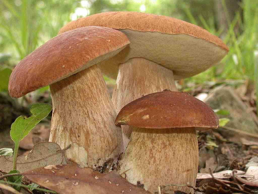 Алфавитный каталог грибов